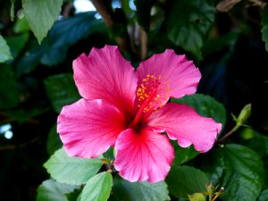 Foto: Hibiskus