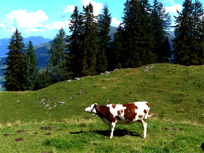 Foto Kuh auf Hahnenkammwiese, Kitzbühel, fabrari