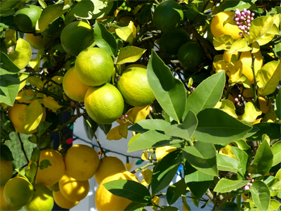 Foto Zitronenbaum mit grünen und gelben Zitronen