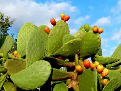 Foto von einem blühenden Kaktus ©fabrari