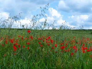 Wunderschöne Landschaft mit Mohnblumen