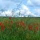 Wunderschöne Landschaft mit Mohnblumen