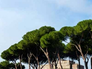 Pinienbäume in der Nähe der Engelsburg, Rom