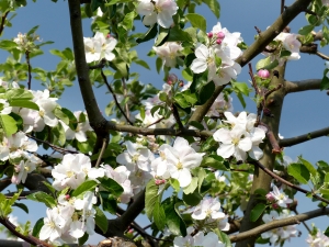 Marillenbaum in der Wachau