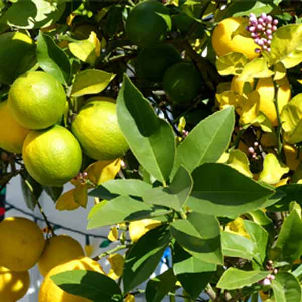 Viskose Shirt „Zitronen“ – Bild 5