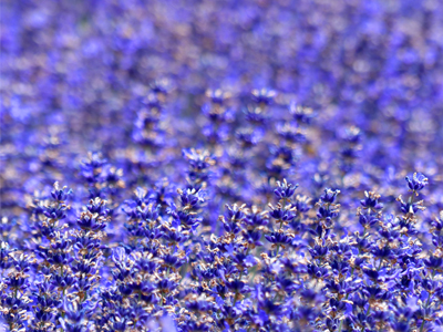 Bild von einem Lavendelfeld