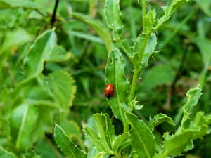 Marienkäfer auf Blatt