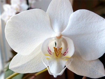 Motiv Orchidee