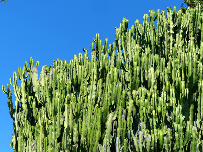 Designer Shirt "Wachstum" – Bild 2