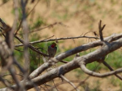 Designer Shirt „Freiheit" – Bild 4