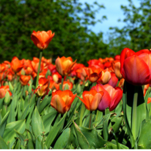 Tulpenwiese fabrari